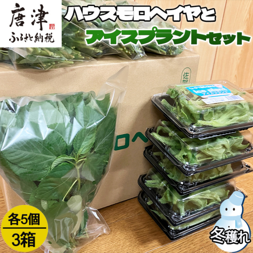 『先行予約』【12月上旬より順次発送】冬穫れハウスモロヘイヤ(100g×5袋)とアイスプラント(70g×5P)セット 3箱 ネバネバ 高栄養価 プチプチ新体験 定番おひたし 和洋中の各種スープ お肉・お魚のメイン料理の付け合わせ 2169735 - 佐賀県唐津市