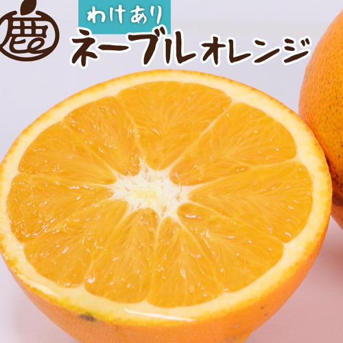 ＜2月より発送＞家庭用 ネーブルオレンジ1kg+250g（傷み補償分）｜訳あり・わけあり【光センサー選別】 ※北海道・沖縄・離島への配送不可 ※2026年2月上旬～2月下旬頃に順次発送予定 2169801 - 和歌山県美浜町