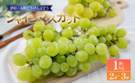 【伊台五明こうげんぶどう】シャインマスカット 約1kg | シャインマスカット ぶどう 伊台五明こうげんぶどう 冷蔵 期間限定 愛媛県 松山市 ベジろう 送料無料