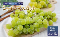 【伊台五明こうげんぶどう】シャインマスカット 約2kg | シャインマスカット ぶどう 伊台五明こうげんぶどう 冷蔵 期間限定 愛媛県 松山市 ベジろう 送料無料
