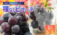 【伊台五明こうげんぶどう】種なしピオーネ 約1kg | ピオーネ ぶどう 伊台五明こうげんぶどう 冷蔵 期間限定 愛媛県 松山市 ベジろう 送料無料