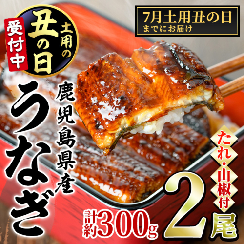 【0124314a-2507-2】＜7/31の丑の日(二の丑)までにお届け＞東串良町のうなぎ蒲焼(無頭)(2尾・計約300g・タレ、山椒付) うなぎ 高級 ウナギ 鰻 丑の日 国産 蒲焼 蒲焼き たれ 鹿児島 ふるさと 人気 【アクアおおすみ】 2170495 - 鹿児島県東串良町