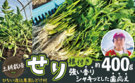 セリ 強い香りとシャキッとした歯応え 約400g 120P3201　/ 東北 秋田 大館 野菜 新鮮 農産物 農家 せり セリ 根っこ 根付き 野菜 せり鍋