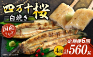 【通常用】【6回定期便】極上国産うなぎ四万十桜 白焼き約140g✕4尾 | うなぎ 鰻 ウナギ 白焼き 定期便 国産 四万十鰻 ウナギ 蒲焼き 調理済み タレ付き 頒布会 ギフト（お歳暮/お正月）高級 お取り寄せ グルメ 食べ比べ 冷凍