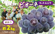 【訳あり】岡山県産 林ファミリーのピオーネ 約2kg（約3～5房） 【2025年先行予約】 / 岡山 真庭 ピオーネ 葡萄 ぶどう ブドウ 果物 フルーツ 新鮮 濃厚 人気 数量限定 お買い得 家庭用 お試し たっぷり ぶどう専門  (2025年9月上旬～発送予定)