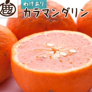 ＜4月より発送＞家庭用 カラマンダリン10kg+250g（傷み補償分）◇【南津海・なつみ】【希少な春柑橘】【わけあり・訳あり】【みかんと同じように食べられます】　※北海道・沖縄・離島への配送不可　※2026年4月上旬～5月下旬頃に順次発送予定 2171519 - 和歌山県美浜町
