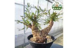 【ふるさと納税】オペルクリカリア・パキプス「塊根植物の王様」(発根管理済) P03 [0426ch]