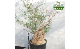 【ふるさと納税】オペルクリカリア・パキプス「塊根植物の王様」(発根管理済) H005 [0427ch]