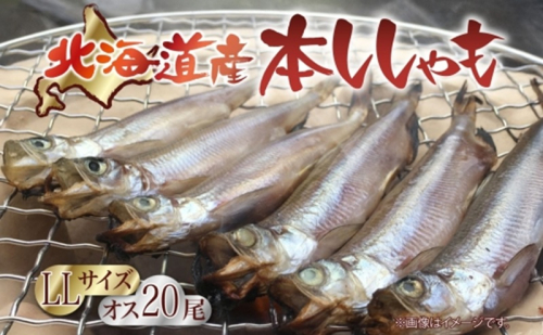 北海道ししゃも オス LLサイズ 20尾セット 2172639 - 北海道日高町