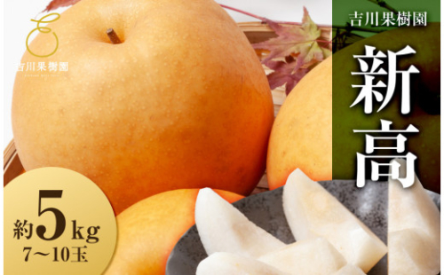 【先行予約】新高　約５kg（7～10玉）9月下旬～順次発送【吉川果樹園】 2172747 - 宮城県角田市
