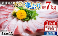 若狭湾の天然寒ぶり 1匹分 部位ごとに真空済（生冷凍）【冷凍 1本分 丸ごと1尾 部位ごと 真空パック フィレ 照り焼き ぶり大根 ぶりしゃぶ ぶり ブリ 鰤 ブリトロ ぶりとろ 刺身 切り身 海鮮丼 日向 福井 美浜 海鮮 魚介 冬の味覚 旬 プレゼント】 [m17-k003]