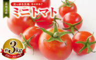 ミニトマト 約3kg 野菜 トマト キャロルセブン とまと 高糖度 浦臼産 北海道産 国産 3kg 北海道 浦臼町 【2025年7月下旬～9月上旬発送予定】