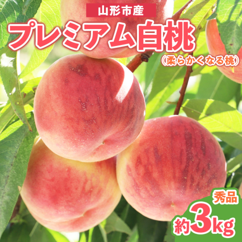 プレミアム白桃 秀品 約3kg (5～14玉) [柔らかくなる桃] 【令和8年産先行予約】 FS25-627 2172914 - 山形県山形市