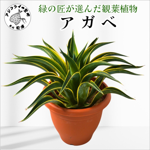 緑の匠が選んだ観葉植物 素敵な空間づくりに アガべ( 観葉植物 アガべ インテリア 植物 新築祝い 贈り物 送料無料 )【C0-069】 2173985 - 長崎県松浦市