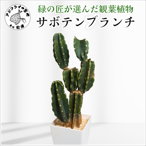 緑の匠が選んだ観葉植物 素敵な空間づくりに サボテンブランチ(観葉植物 サボテンブランチ サボテン 植物 贈り物 送料無料)【C8-015】 2174143 - 長崎県松浦市