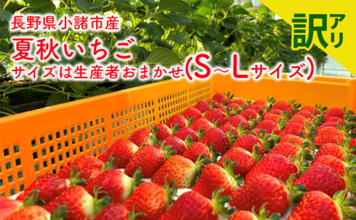 【訳アリ商品】長野県小諸市産夏秋いちご　サイズは生産者おまかせ(S～Lサイズ) 果物 フルーツ 食後 デザート 高糖度 香りが強い ストロベリー 産地直送 2174144 - 長野県小諸市