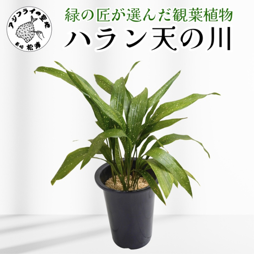緑の匠が選んだ観葉植物 素敵な空間づくりに ハラン天の川( 観葉植物 ハラン天の川 インテリア 植物 贈り物 送料無料 )【B2-176】 2174146 - 長崎県松浦市