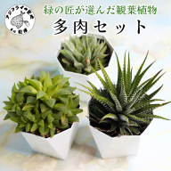 緑の匠が選んだ観葉植物 素敵な空間づくりに 多肉植物3種( 観葉植物 多肉植物 インテリア 植物 贈り物 送料無料 )【B6-038】