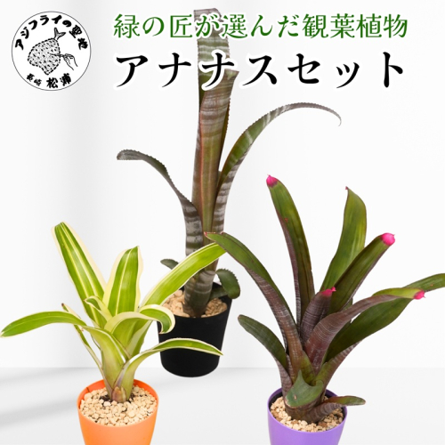 緑の匠が選んだ観葉植物 素敵な空間づくりに アナナス3種セット( 観葉植物 アナナス ツマベニアナナス キョウト ビルベルギアインテリア 植物 贈り物 送料無料 )【B8-029】 2174160 - 長崎県松浦市