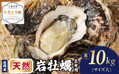 延岡産天然岩牡蠣（生食用）10kg（大）（2026年4月15日から発送開始）N036-YZD027 2175094 - 宮崎県延岡市