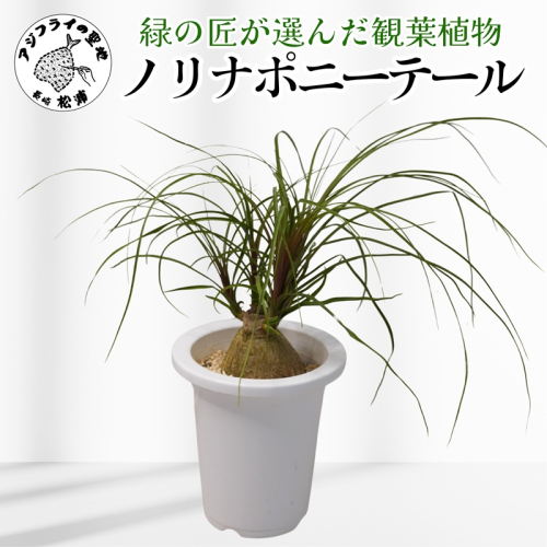 緑の匠が選んだ観葉植物 素敵な空間づくりに ノリナポニーテール( 観葉植物 ノリナポニーテール インテリア 植物 贈り物 送料無料 )【B3-069】 2175703 - 長崎県松浦市