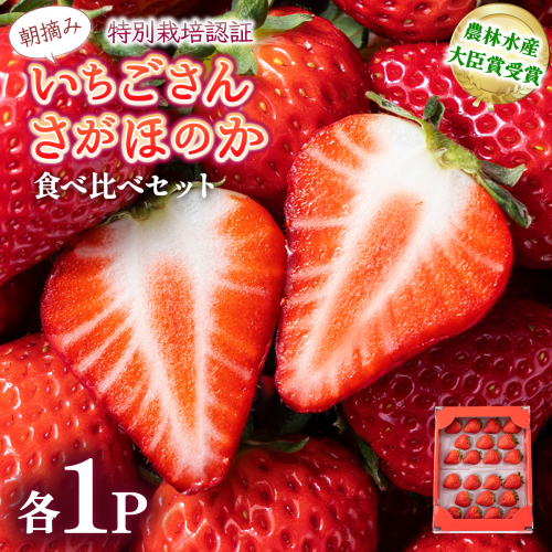 【先行予約】数量限定 いちごさん＆さがほのか食べ比べセット ★贈り物にも最適★ 2175811 - 佐賀県上峰町