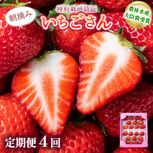 【先行予約】数量限定！佐賀県人気No.1苺”いちごさん” 4回定期便 （1回 235g×4p 約1kg） 2175812 - 佐賀県上峰町