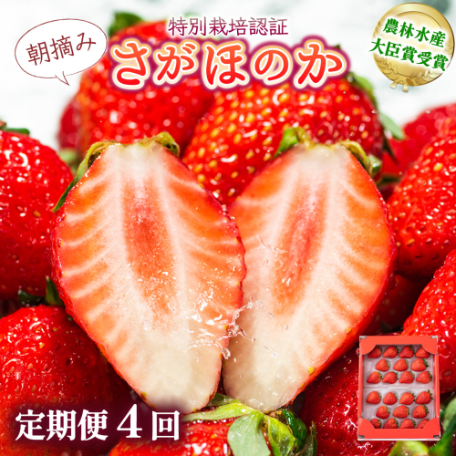 【先行予約】数量限定！あまい果汁溢れる！最高級品質”さがほのか” 4回定期便 （1回 235g×4p 約1kg） 2175813 - 佐賀県上峰町