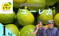 事前受付 牧之原産 波乗りレモン ユーレカ 1kg 国産 Lemon 檸檬  柑橘類 柑橘 フルーツ 果物 酸っぱい 果肉 酸味  防腐剤不使用 静岡県 牧之原市