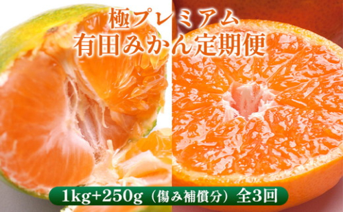 〈定期便〉【10・11・12月 全3回】極プレミアム 有田みかん定期便 1kg+250g （傷み補償分） ※北海道・沖縄・離島への配送不可
 2177003 - 和歌山県美浜町