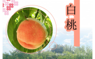 【2026年発送★先行予約】【減農薬特別栽培】笛吹市産白桃1.8kg 157-035-26y