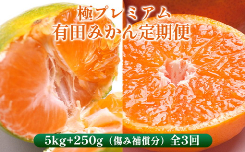 〈定期便〉【10・11・12月 全3回】極プレミアム 有田みかん定期便 5kg+250g （傷み補償分） ※北海道・沖縄・離島への配送不可 2177077 - 和歌山県美浜町