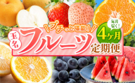 【 定期便 4回 】 プチっと 堪能 ！ 人気 フルーツ | 赤いちご 白いちご みかん 不知火 デコポン スイカ ぶどう 梨 太秋柿 果物 くだもの 定期便 4回 熊本県 玉名市