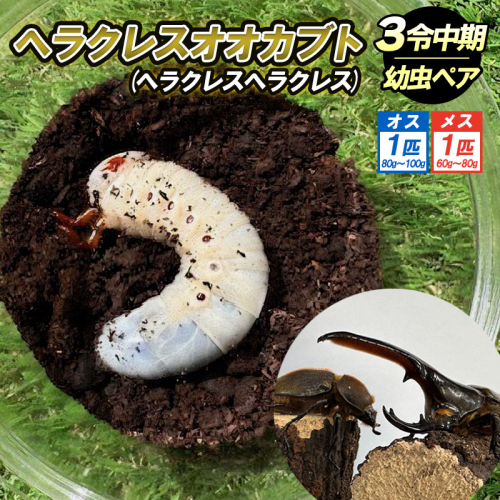 ヘラクレスオオカブト(ヘラクレスヘラクレス)３令中期幼虫ペア(オス1匹、メス1匹) FY25-205 2177526 - 山形県山形市