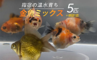 【10営業日以内に発送】【温水育ち】金魚ミックス5匹(otofarm/010-1959) ※北海道・沖縄・離島配送不可※ 金魚 生体 ミックス セット 飼育 ペット 生き物 魚 初心者 観賞魚 水槽 アクアリウム
