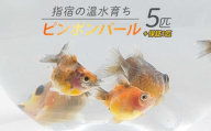 【10営業日以内に発送】【温水育ち】ピンポンパール 5匹(otofarm/010-1960) ※北海道・沖縄・離島配送不可※ 金魚 生体 国産 飼育 ペット 生き物 魚 初心者 観賞魚 水槽 アクアリウム