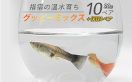 【10営業日以内に発送】【温水育ち】グッピーミックス20匹(10ペア)(otofarm/010-1961) ※北海道・沖縄・離島配送不可※ グッピー 生体 ミックス 熱帯魚 飼育 ペット 生き物 魚 初心者 観賞魚 水槽 アクアリウム