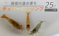 【10営業日以内に発送】【温水育ち】チェリー シュリンプ (赤 オレンジ 茶 透明 等)25匹(otofarm/010-1962) ※北海道・沖縄・離島配送不可※ エビ 観賞用 生体 ミックス 飼育 ペット 生き物 魚 初心者 観賞魚 水槽 アクアリウム