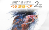 【10営業日以内に発送】【温水育ち】ベタ 2匹(雄雌ペア)(otofarm/010-1964) ※北海道・沖縄・離島配送不可※ 熱帯魚 生体 観賞用 オス メス 飼育 ペット 生き物 魚 初心者 観賞魚 水槽 アクアリウム