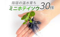 【10営業日以内に発送】【温水育ち】ミニホテイソウ 30株(otofarm/010-1965) ※北海道・沖縄・離島配送不可※  ホテイ草 水草 ミニ メダカ 飼育 ペット 生き物 魚 初心者 水槽 アクアリウム