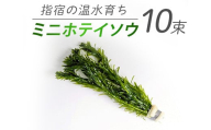 【10営業日以内に発送】【温水育ち】アナカリス 鉛巻き 10束(otofarm/010-1966) ※北海道・沖縄・離島配送不可※ 金魚 メダカ ビオトープ 国産 飼育 ペット 生き物 魚 初心者 観賞魚 水槽 アクアリウム