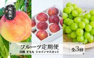 フルーツ定期便 全3回 白桃 すもも シャインマスカット 秀品 李 ぶどう もも 桃 ブドウ 葡萄 山形 東北 国産 くだもの フルーツ 果樹 定期便 お取り寄せ 2025年産 令和7年産 送料無料 ※沖縄・離島への配送不可 sb-fthps3 ※沖縄・離島への配送不可