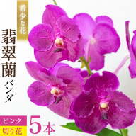 AI175 希少な花「華やかな恋」の予感 翡翠蘭(バンダ) 切り花 5本 セット ピンク [ 植物 花 ガーデン 希少 インテリア かわいい 個性的 北尾洋蘭園 長崎県 島原市 ]