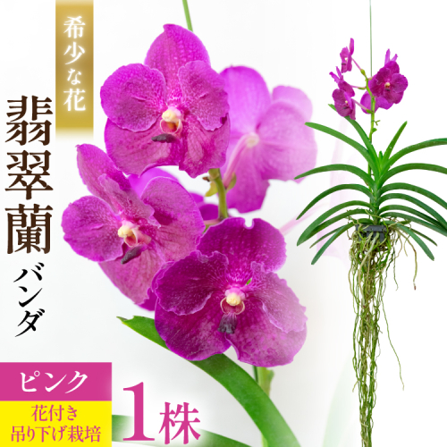 AI179 希少な花 心躍る「華やかな恋」の予感 翡翠蘭(バンダ)1株 花付き ピンク [ 植物 花 ガーデン 希少 インテリア かわいい 個性的 北尾洋蘭園 長崎県 島原市 ] 2179392 - 長崎県島原市