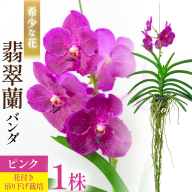AI179 希少な花 心躍る「華やかな恋」の予感 翡翠蘭(バンダ)1株 花付き ピンク [ 植物 花 ガーデン 希少 インテリア かわいい 個性的 北尾洋蘭園 長崎県 島原市 ]
