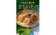 奈良県川西町産「生しいたけ」　肉厚で足太の生しいたけ1000グラム入り　　生しいたけ／生椎茸／生シイタケ／肉厚／大判／国産／安心／菌床／産直／産地直送／新鮮／採れたて／奈良県産／健康／ヘルシー／大容量／きのこ／キノコ／料理／鍋／焼き／無農薬／ギフト／美味／旨味／野菜／料理／食品／贅沢