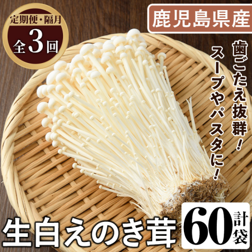 <定期便(奇数月)・全3回>生白えのき茸(計60袋・20袋×3回) 国産 エノキ きのこ キノコ 個包装 【三笠えのき茸生産組合】akn010-23 2180165 - 鹿児島県阿久根市