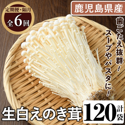 <定期便(奇数月)・全6回>生白えのき茸(計120袋・20袋×6回) 国産 エノキ きのこ キノコ 個包装 【三笠えのき茸生産組合】akn010-24 2180214 - 鹿児島県阿久根市