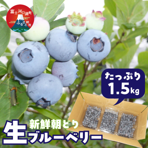 <25年発送先行予約><生産者直送>新鮮朝取り 生ブルーベリー 1.5kg FEC001 2180272 - 山梨県富士河口湖町