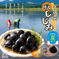19-77 【お中元】【紋別市コムケ湖産】 手獲り特大しじみ　600g